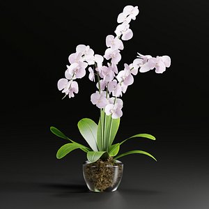 3D Orchid flowers vol 173-Blender-3dmax model
