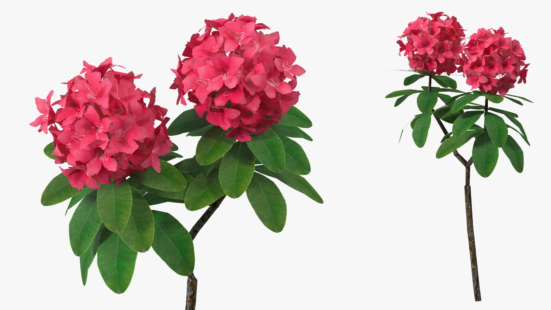 Red Rhododendron Flower 3D model preview