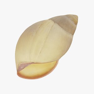 Snail Shell - Real-Time 3D Scanned