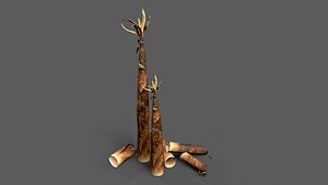 Bamboo shoots young sprouted small bamboo