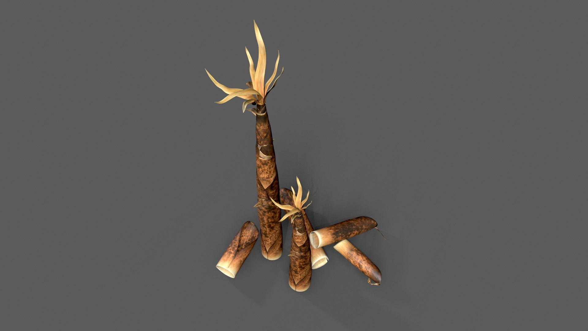 3D Bamboo shoots young sprouted small bamboo https://p.turbosquid.com/ts-thumb/VD/mMoRiv/PD/untitled_005/jpg/1739170253/1920x1080/fit_q87/ff570212de8f2d9dab338dbd962b928b77deeb6a/untitled_005.jpg