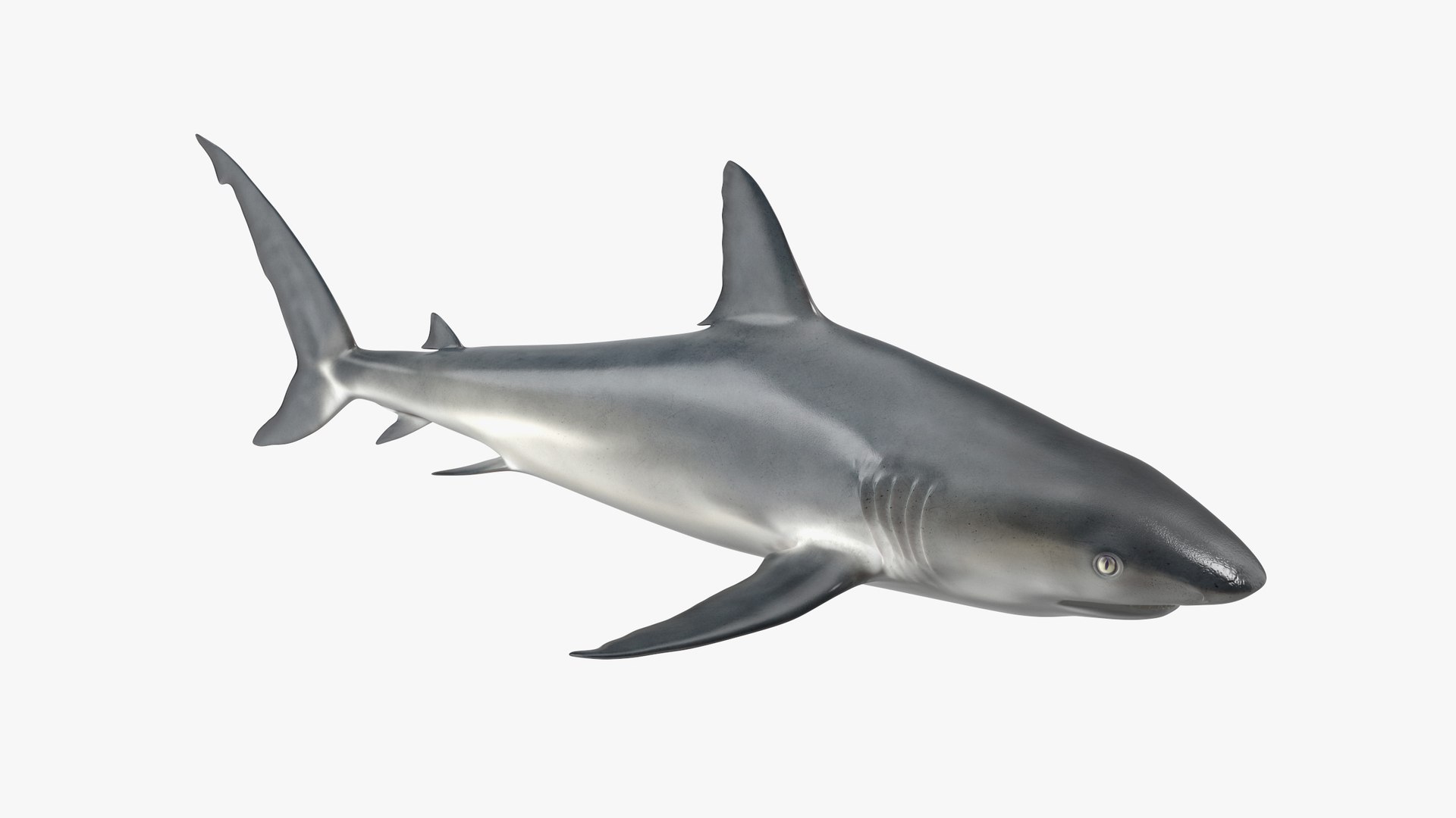 Caribbean Reef Shark Rigged for Maya 3D model preview