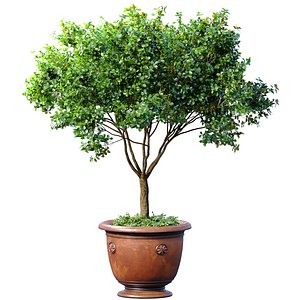 Decorative garden tree in a classic potted flowerpot Houseplant 3D model