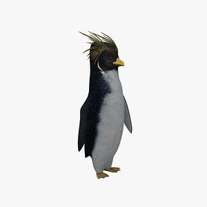 Crested penguin