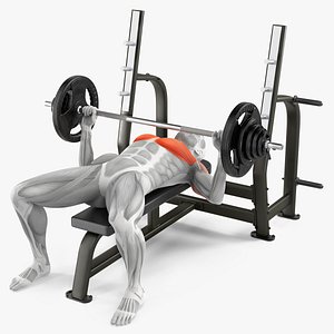 3D Anatomy Male Muscular System Bench Press model