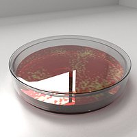 Glass Petri Dish with Agar and Bacteria