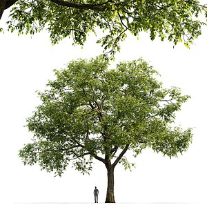 3D model elm tree