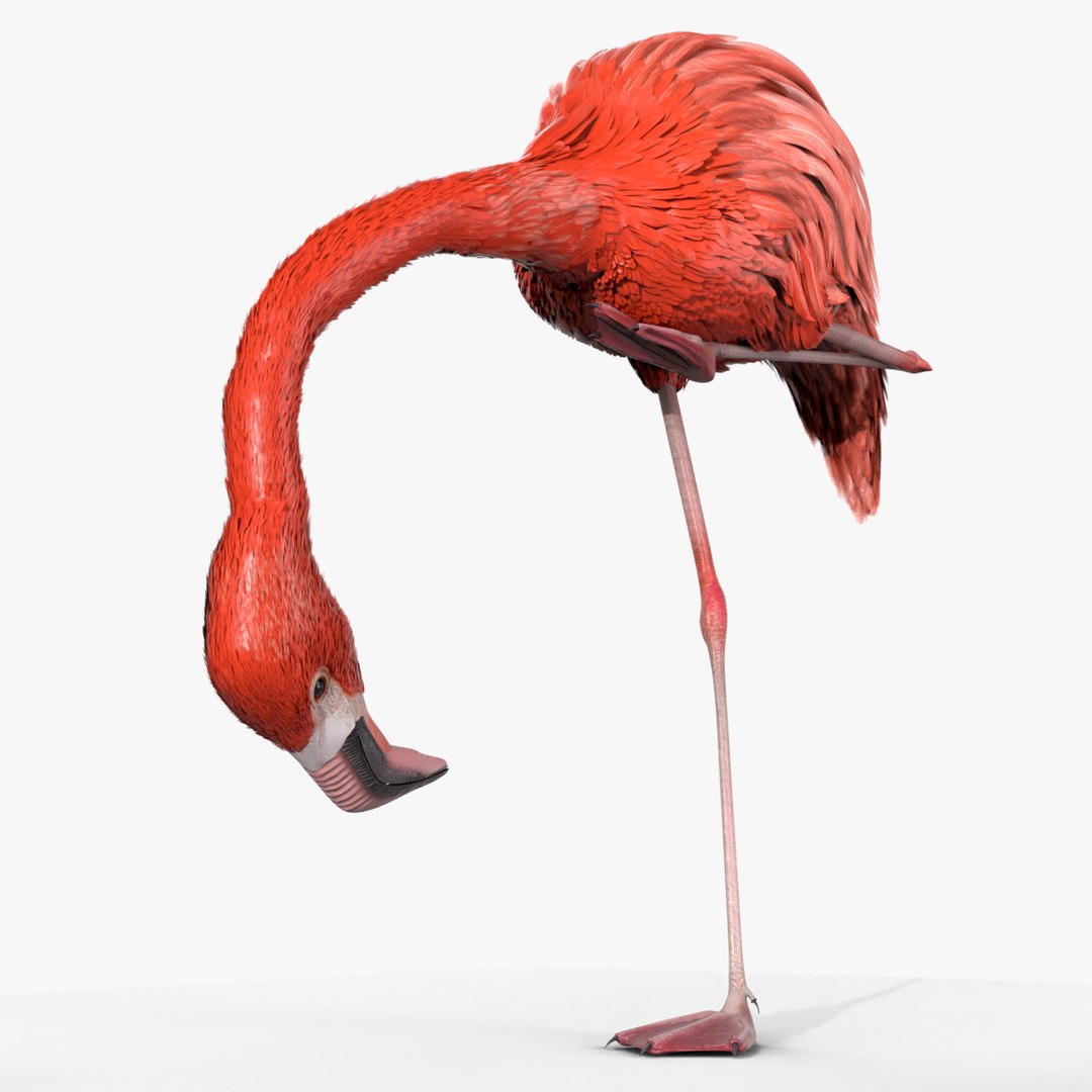 Tropical Bird Flamingo Pink Rigged for Blender 3D model preview