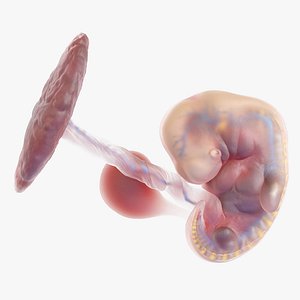 Fetus Anatomy Week 6 Static