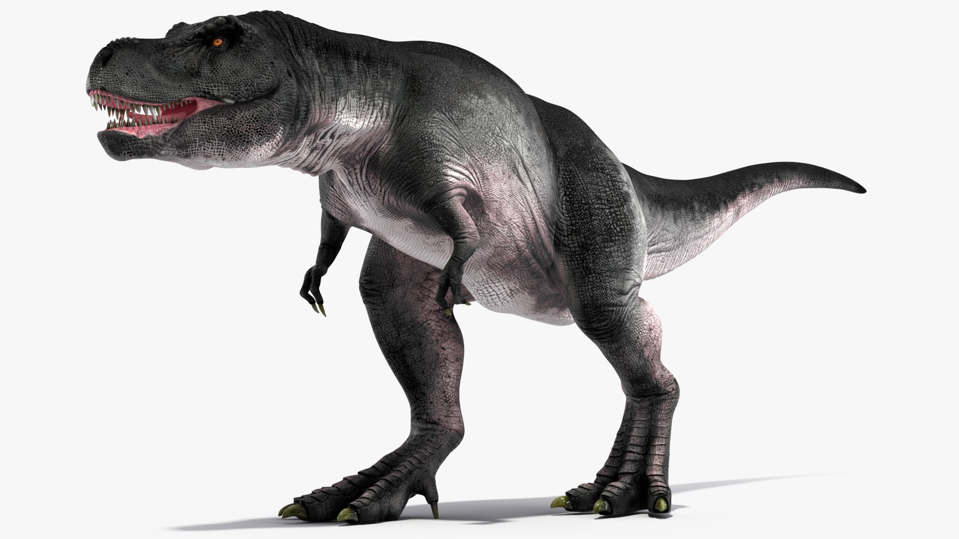 T Rex Walking Animated Rigged for Maya 3D https://p.turbosquid.com/ts-thumb/VE/h7AHFM/uB/trexwalkinganimatedriggedformaya3dmodel010/jpg/1691848914/1920x1080/fit_q87/9382e03491a6317a012d790fb7397ac350d2752f/trexwalkinganimatedriggedformaya3dmodel010.jpg
