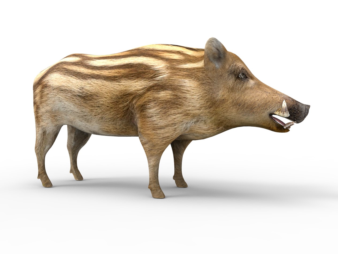 Wild Boar Rigged Animation Model - TurboSquid 1253243