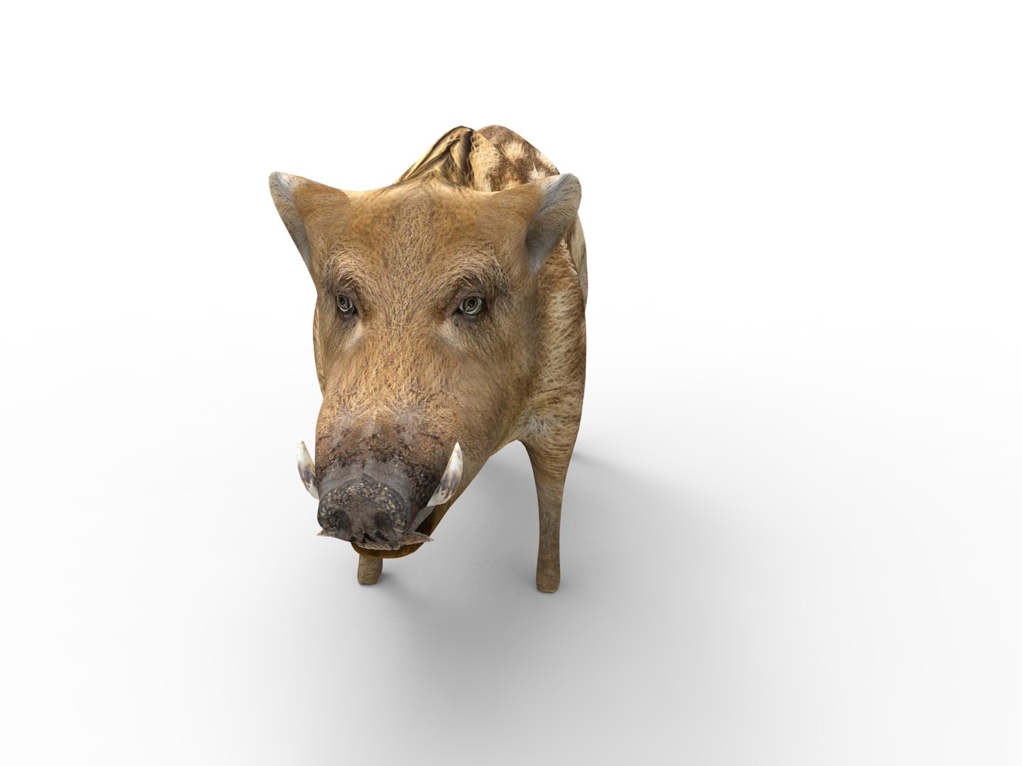 Wild Boar Rigged Animation Model - TurboSquid 1253243