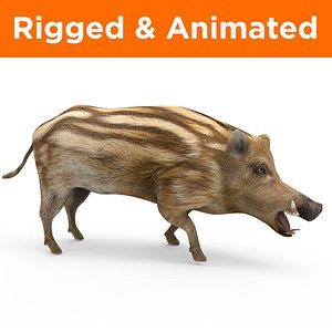 wild boar rigged animation model
