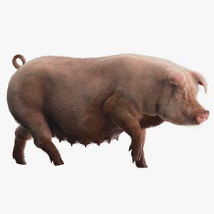 pig rigged 3D model