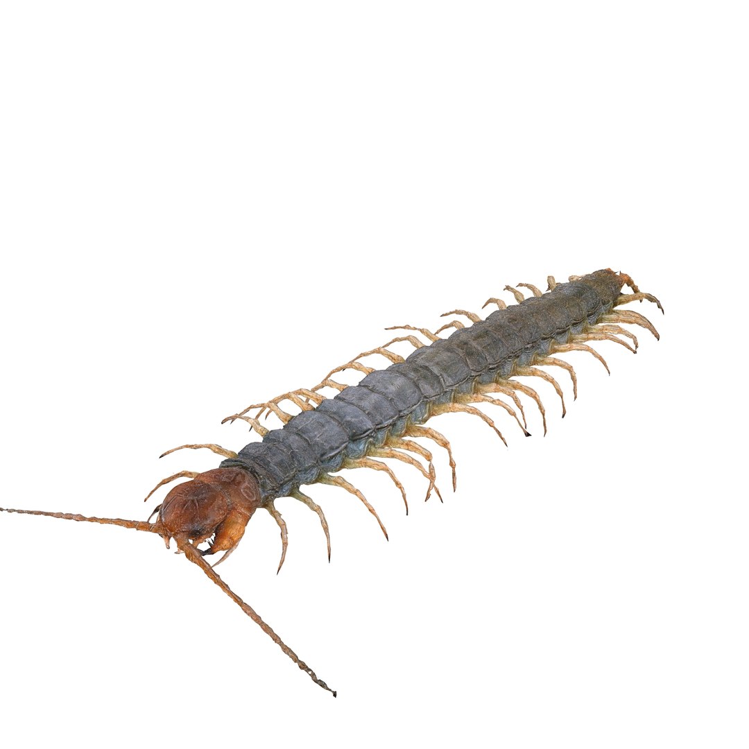3D CENTIPEDE SCOLOPENDRA INSECT BEETLE https://p.turbosquid.com/ts-thumb/VE/vgShjB/1c/0/jpg/1742833274/1920x1080/fit_q87/0cc84c274734d5613d9e8fc6a3d4e9385b6d7d24/0.jpg