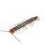3D CENTIPEDE SCOLOPENDRA INSECT BEETLE