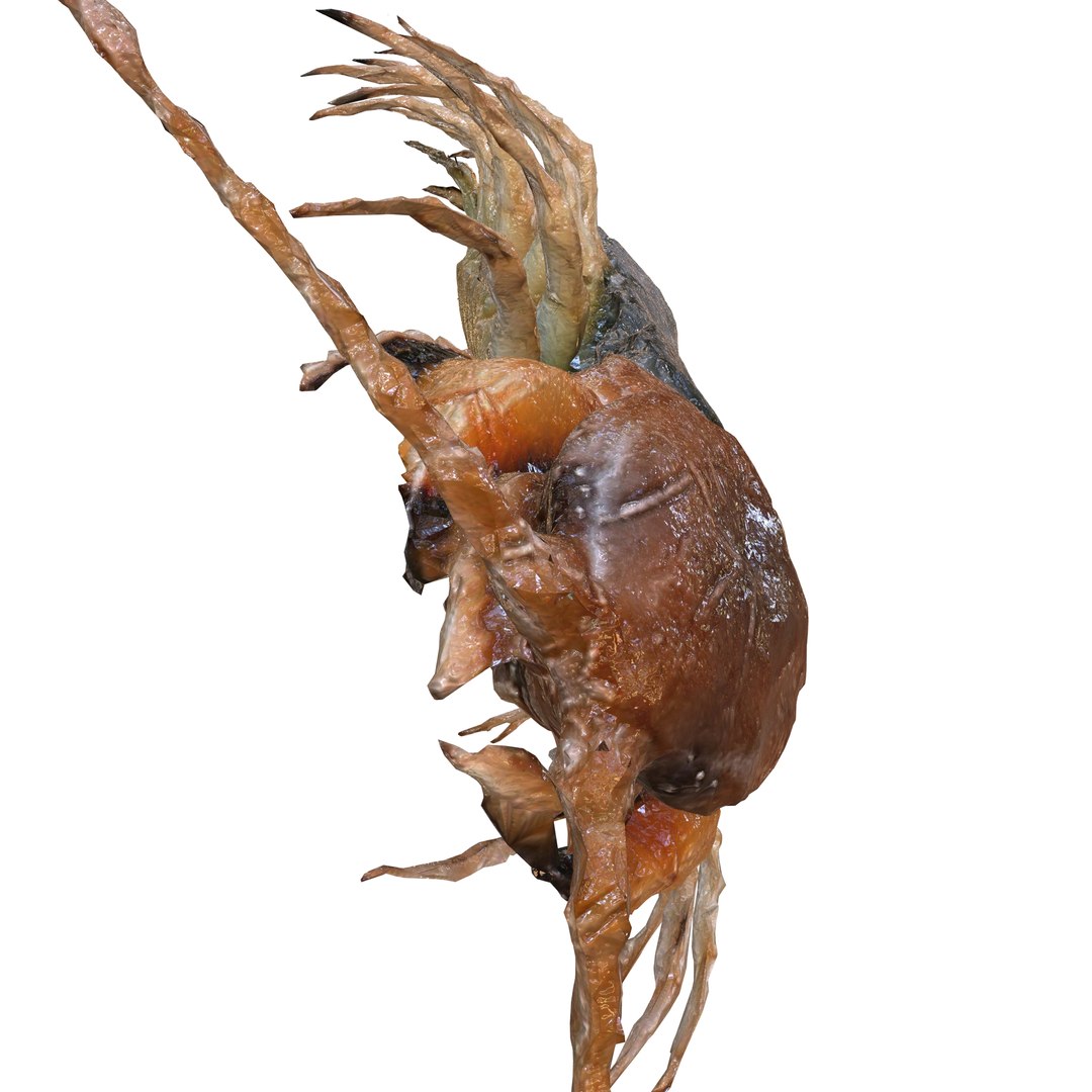 3D CENTIPEDE SCOLOPENDRA INSECT BEETLE https://p.turbosquid.com/ts-thumb/VE/vgShjB/3H/8/jpg/1742833326/1920x1080/fit_q87/c174ec14a318497a57be79a086f51905452389c8/8.jpg