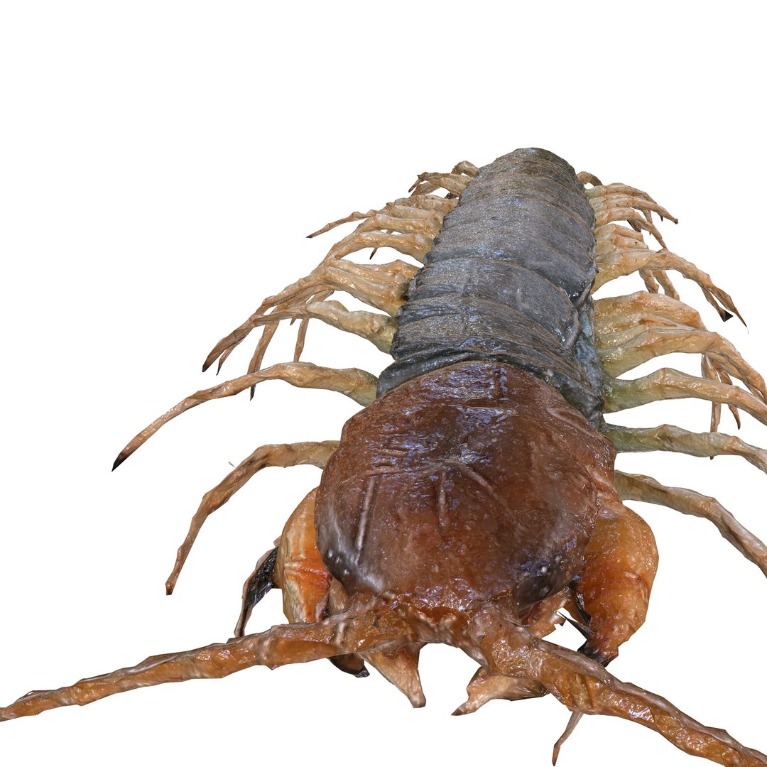3D CENTIPEDE SCOLOPENDRA INSECT BEETLE https://p.turbosquid.com/ts-thumb/VE/vgShjB/3Z/3/jpg/1742833278/1920x1080/fit_q87/38f9eda69a7816590b23a4d0ddc01da8cea11c55/3.jpg