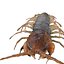 3D CENTIPEDE SCOLOPENDRA INSECT BEETLE