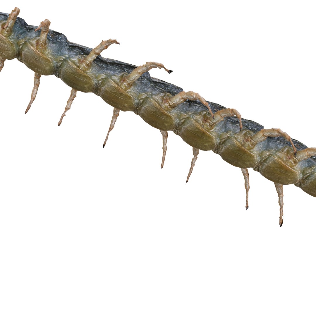 3D CENTIPEDE SCOLOPENDRA INSECT BEETLE https://p.turbosquid.com/ts-thumb/VE/vgShjB/4X/2/jpg/1742833278/1920x1080/fit_q87/c72827d96f8ee21c5494676afbfa03a55b1cd765/2.jpg