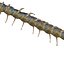 3D CENTIPEDE SCOLOPENDRA INSECT BEETLE