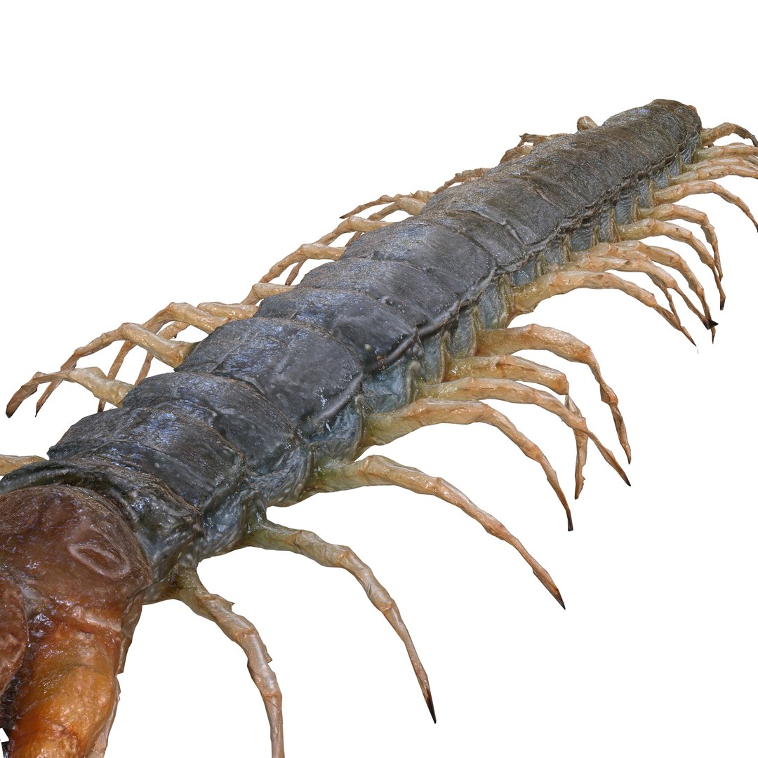 3D CENTIPEDE SCOLOPENDRA INSECT BEETLE https://p.turbosquid.com/ts-thumb/VE/vgShjB/Gq/01/jpg/1742833274/1920x1080/fit_q87/5e873d65800a86859bb578df1c1a221b98b3bbab/01.jpg