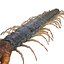 3D CENTIPEDE SCOLOPENDRA INSECT BEETLE