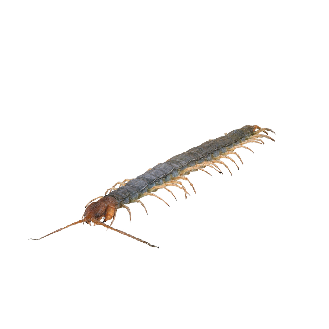 3D CENTIPEDE SCOLOPENDRA INSECT BEETLE https://p.turbosquid.com/ts-thumb/VE/vgShjB/Lo/0/jpg/1742833167/1920x1080/turn_fit_q99/26dcbb2a99a9326d833744adce60bc95ad4cd76b/0-1.jpg