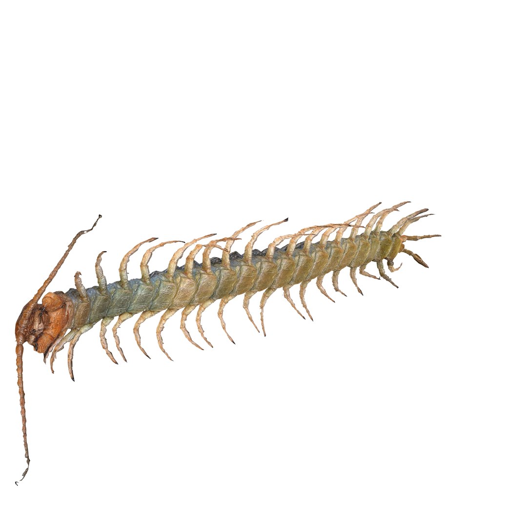 3D CENTIPEDE SCOLOPENDRA INSECT BEETLE https://p.turbosquid.com/ts-thumb/VE/vgShjB/Mw/1/jpg/1742833275/1920x1080/fit_q87/9e5601a47e7b8b760aeab5ce3ecca6d077f94ae9/1.jpg