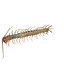 3D CENTIPEDE SCOLOPENDRA INSECT BEETLE