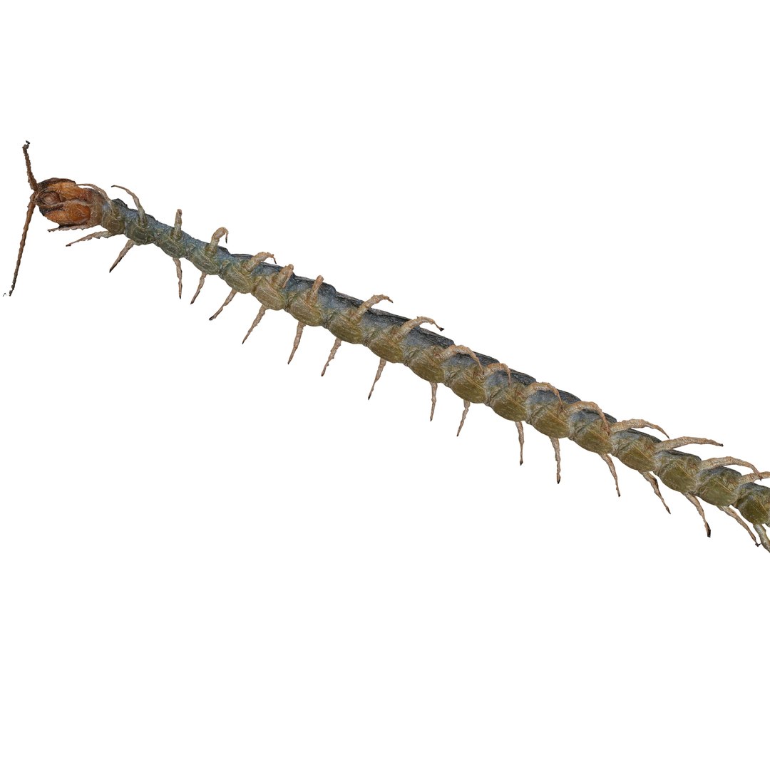 3D CENTIPEDE SCOLOPENDRA INSECT BEETLE https://p.turbosquid.com/ts-thumb/VE/vgShjB/VQ/6/jpg/1742833324/1920x1080/fit_q87/cefc9cf5d586b71542581bc08a4f3baeb3e8ae18/6.jpg