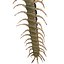 3D CENTIPEDE SCOLOPENDRA INSECT BEETLE