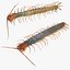 3D CENTIPEDE SCOLOPENDRA INSECT BEETLE