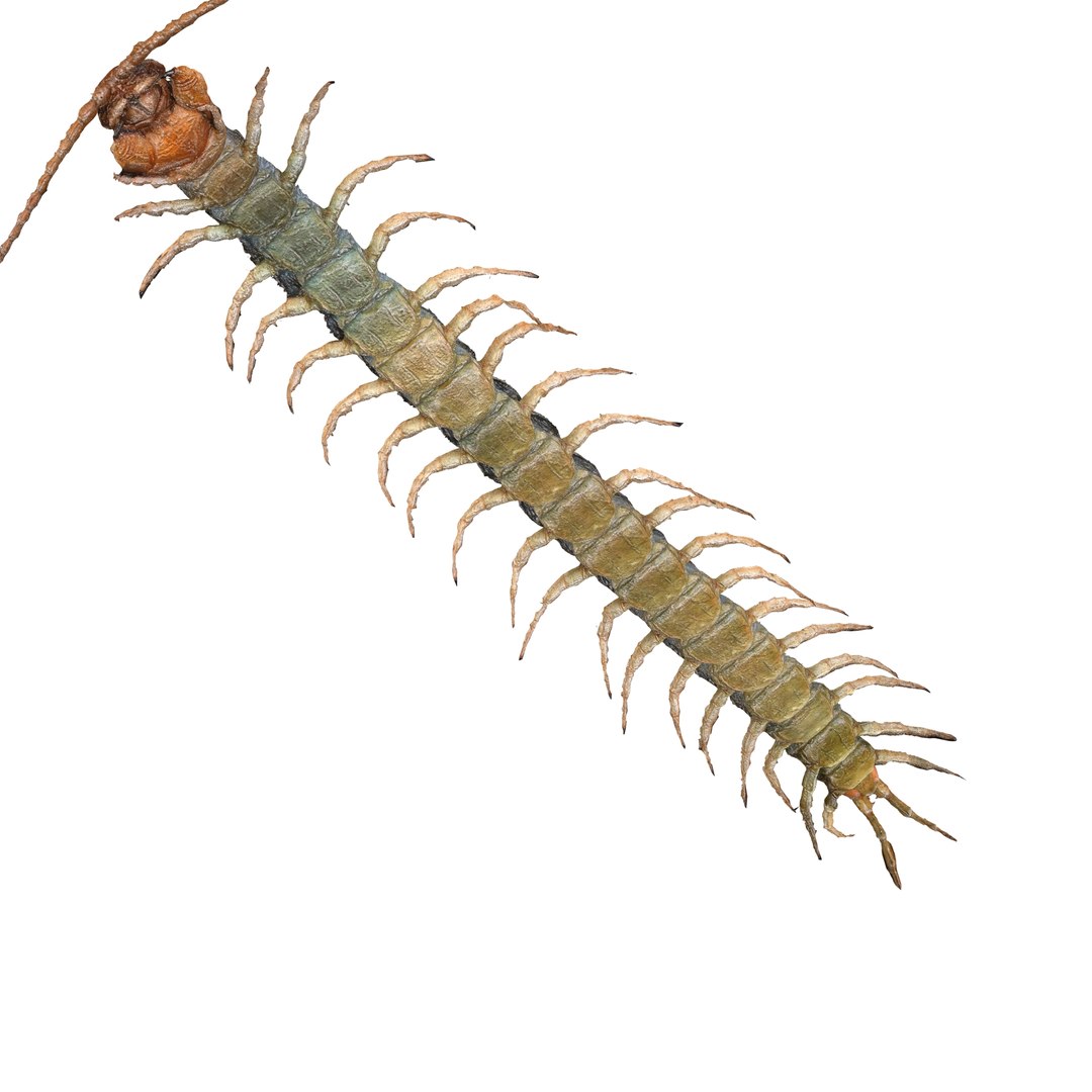 3D CENTIPEDE SCOLOPENDRA INSECT BEETLE https://p.turbosquid.com/ts-thumb/VE/vgShjB/wY/4/jpg/1742833324/1920x1080/fit_q87/f87be33d2b6eb2b5fb7e74b4d45d28d641870d08/4.jpg
