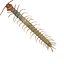 3D CENTIPEDE SCOLOPENDRA INSECT BEETLE