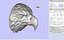 Eagle head 3D print ready