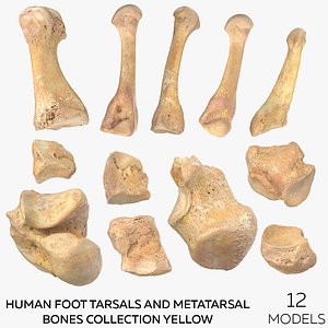 Human Foot Tarsals and Metatarsal Bones Collection Yellow - 12 models