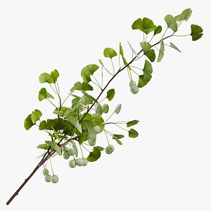Ginkgo Branch 02