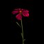 Dianthus Artvinensis