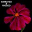 Dianthus Artvinensis