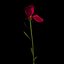 Dianthus Artvinensis