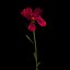 Dianthus Artvinensis