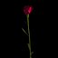 Dianthus Artvinensis