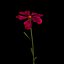 Dianthus Artvinensis