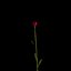 Dianthus Artvinensis