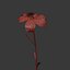 Dianthus Artvinensis