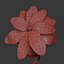 Dianthus Artvinensis