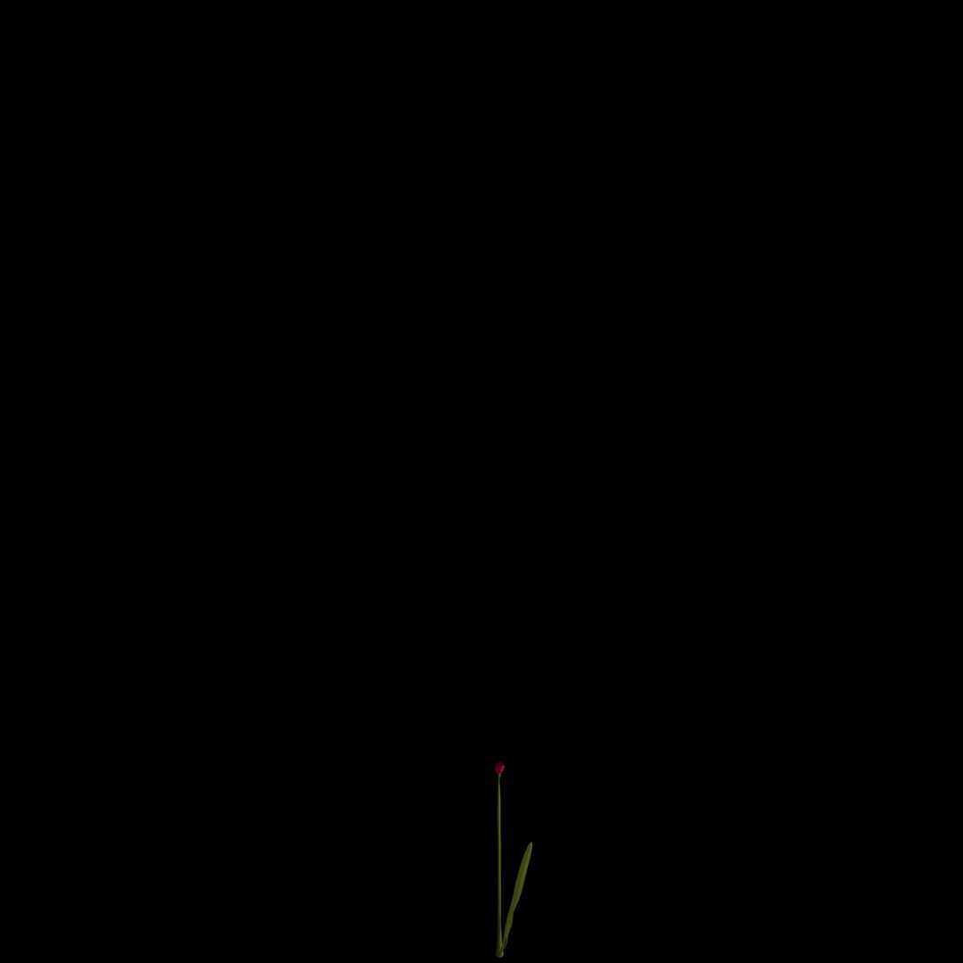 3D model flowers open animation https://p.turbosquid.com/ts-thumb/VF/IRupwm/spelTVrU/05/jpg/1594295936/1920x1080/fit_q87/b2e271b7400c38956cc76b712201a0ab82741e51/05.jpg