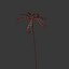 Dianthus Artvinensis