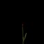 Dianthus Artvinensis